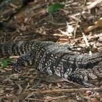 Black And White Tegu