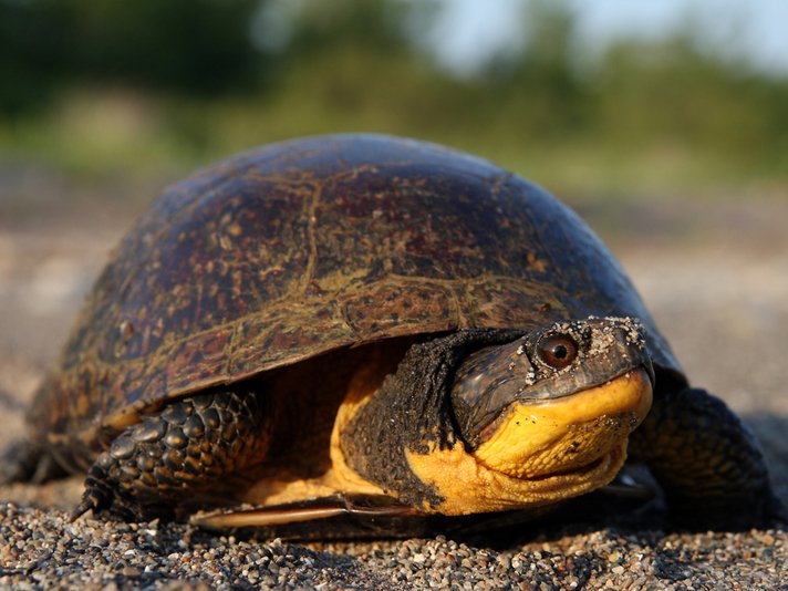 Blandings Turtle Shutterstock 14054947