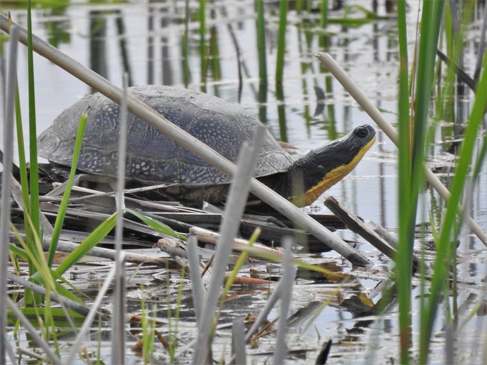 Blandings Turtle Shutterstock 748000516