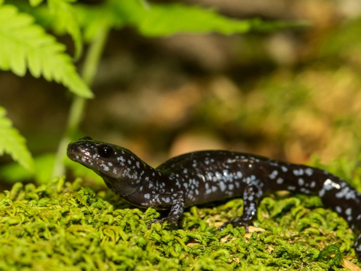 Blue Spotted Salamander Shutterstock 421516963