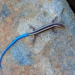 Blue Tailed Skink Shutterstock 446407597