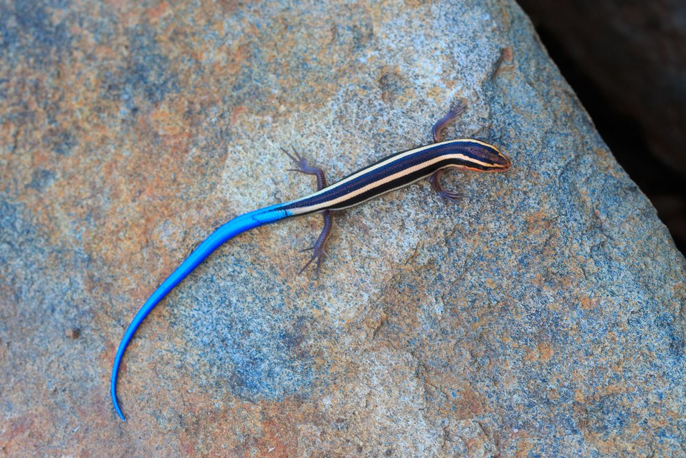 Blue Tailed Skink Shutterstock 446407597