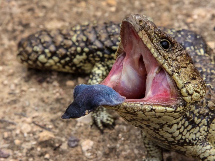 Blue Tongue Skink Shutterstock 706593271