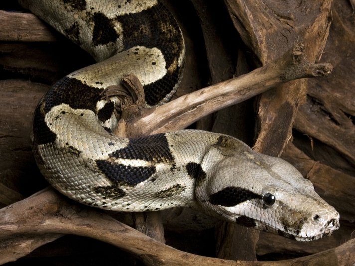 Boa Constrictor Shutterstock 32648971