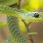 Boomslang Snake Shutterstock 124805998