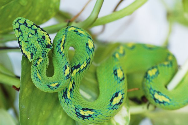 Bothriechis Aurifer Pitviper