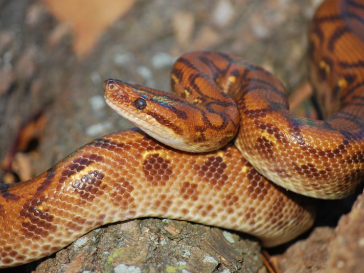 Brazilian Rainbow Boa Shutterstock 64765483