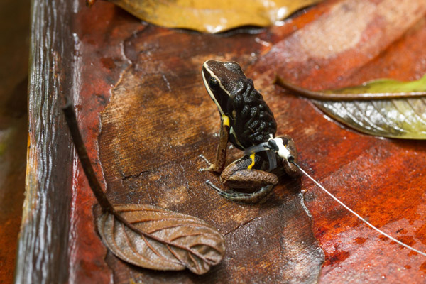 Brilliant Thighed Poison Frog