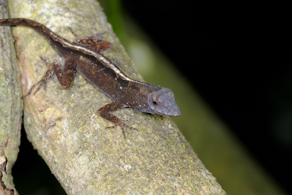 Brownanole Shutterstock 49087912