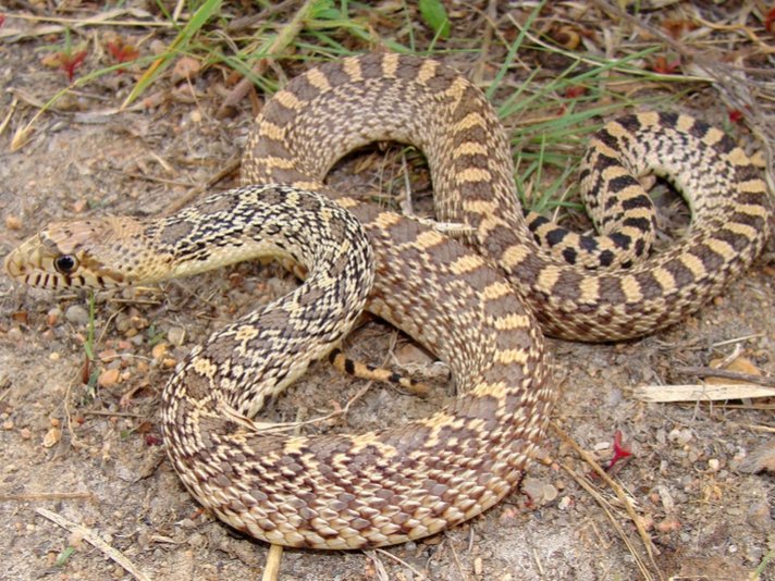 Bull Snake Shutterstock 82495150