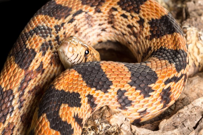 Bullsnake Shutterstock 208844026
