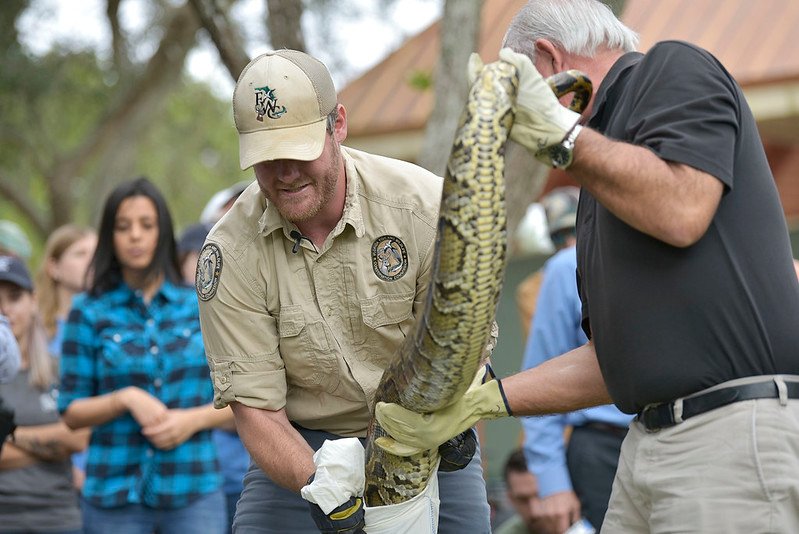 Burmese Python Challenge Florida