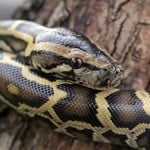 Burmese Python Shutterstock 679445704