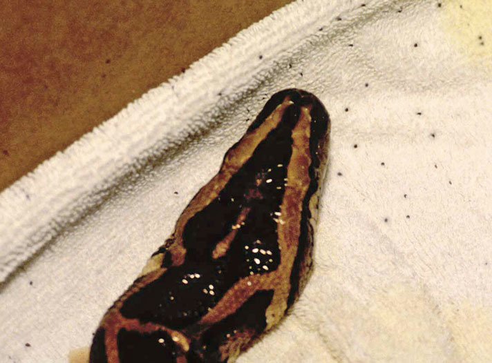 Burmese Python Snake With Mites