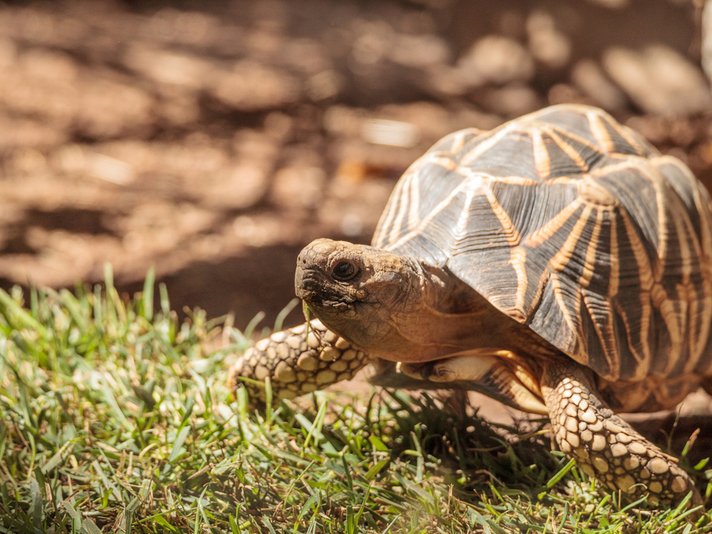 Burmese Star Tortoise Shutterstock 727996105