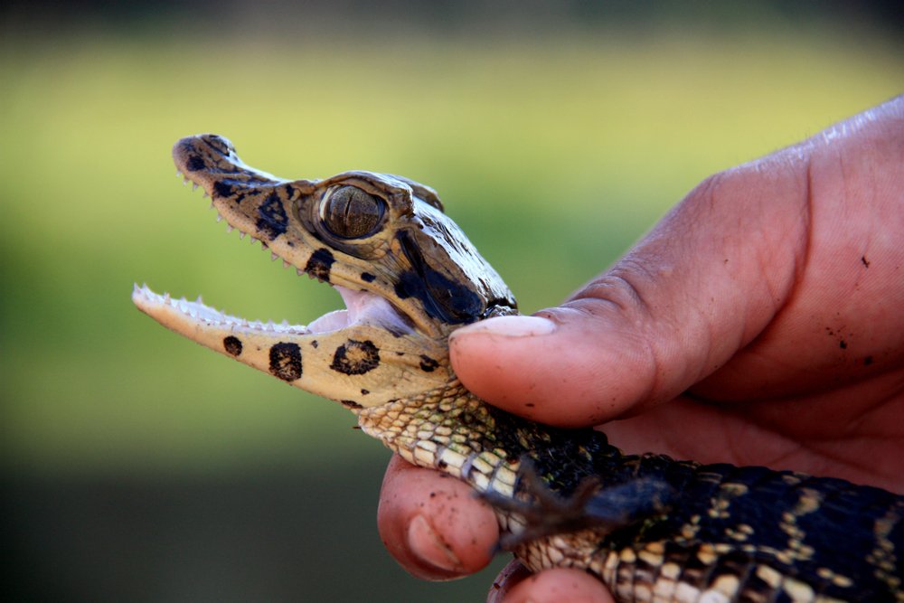 Caiman Baby Shutterstock 1057454627