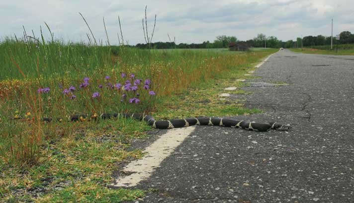 California Kingsnake On Road