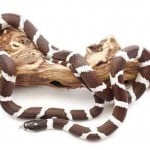 California Kingsnake500a