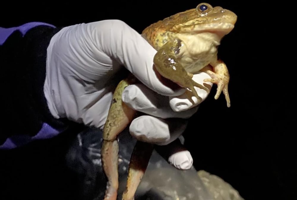 California Red Legged Frog Santa Monica
