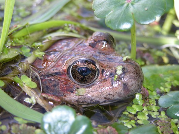 California Red Legged Frog