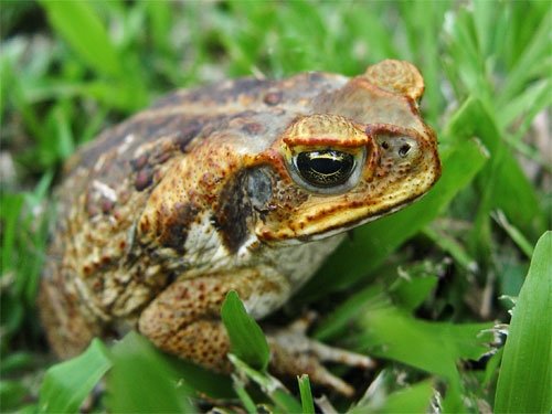 Cane Toad Rhinella Marina