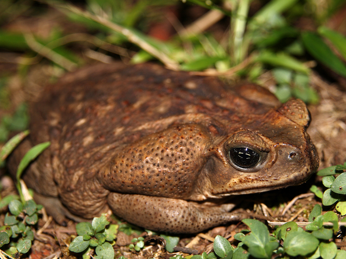 Cane Toad Shutterstock 14825554