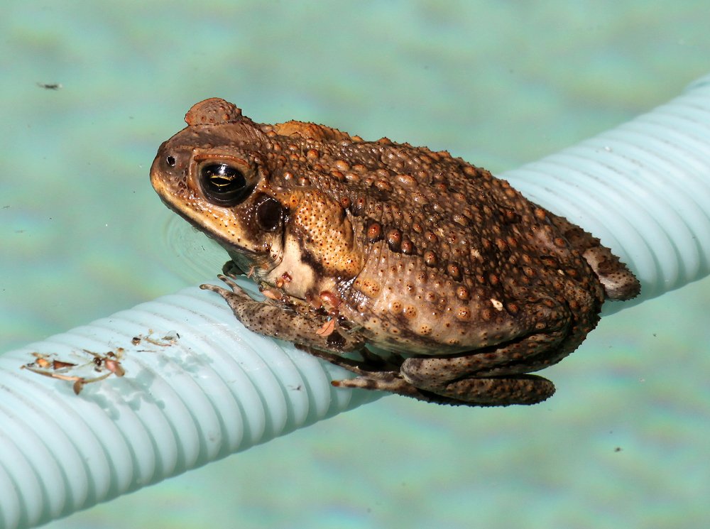 Cane Toad Shutterstock 487450675