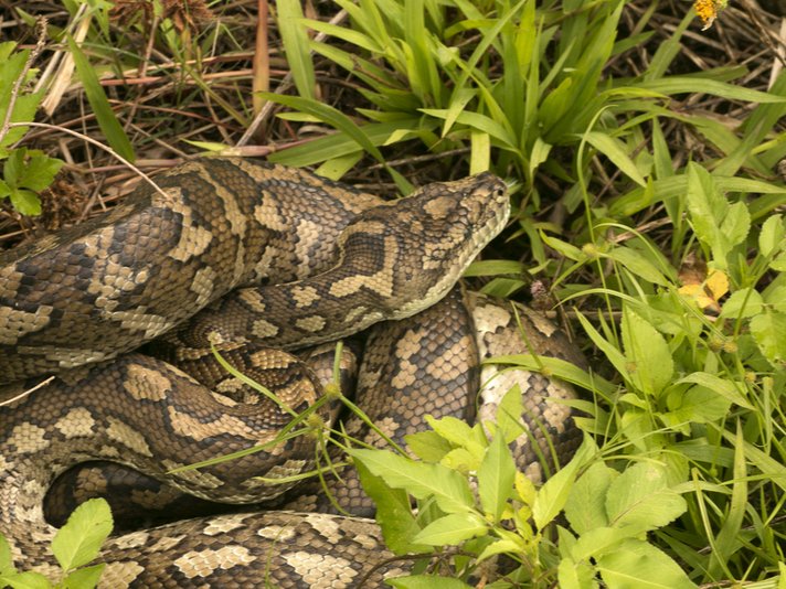 Carpet Python Shutterstock 484332145