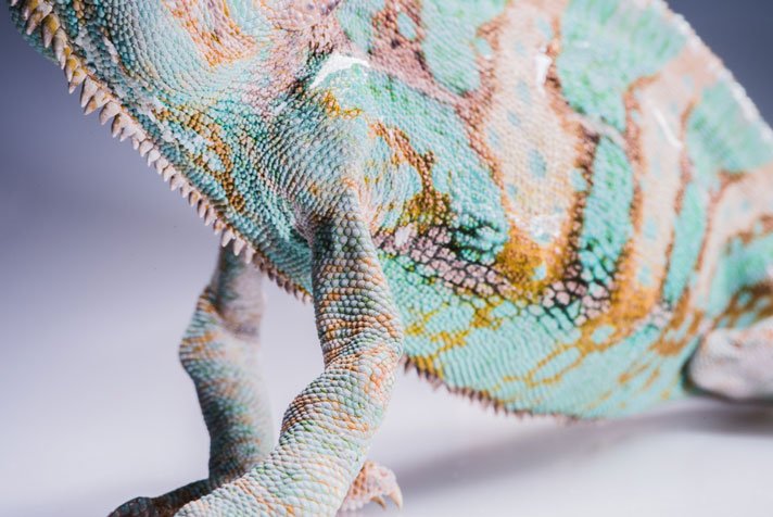 Chameleon with bone disease