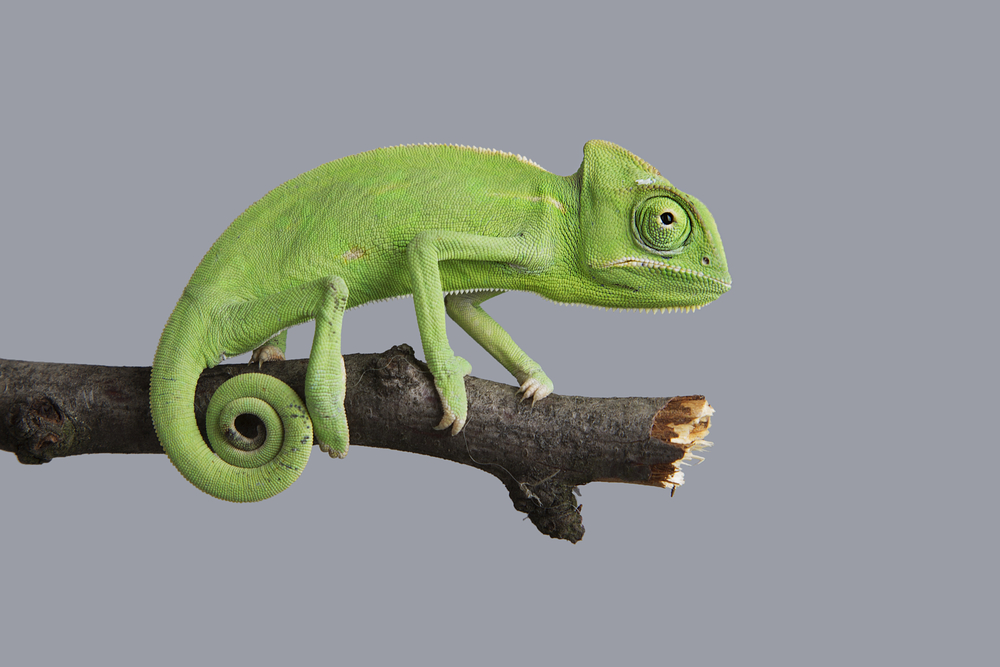 Chameleon Shutterstock 309755390