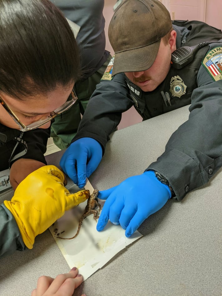 Chesterfield Animal Services Glue Trap