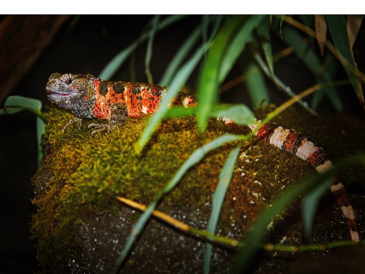 Chinese Crocodile Lizard Shutterstock 763066711