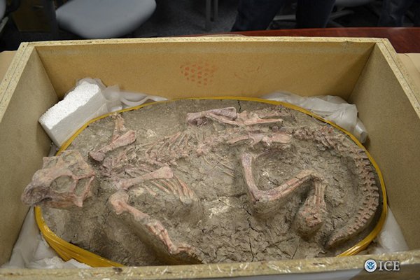 Chinese Fossil Psittacosaurus600
