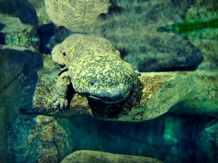 Chinese giant salamander