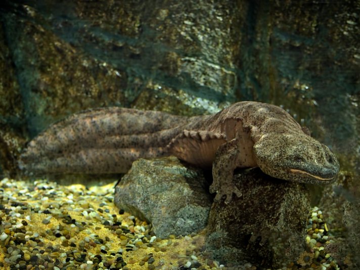 Chinese Giant Salamander Shutterstock 1064656688