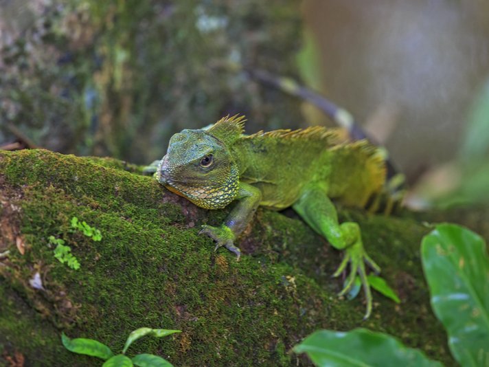 Chinese Water Dragon Shutterstock 513113884