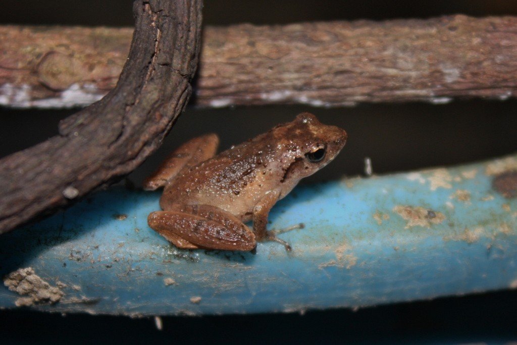 Chirixalus Romeri