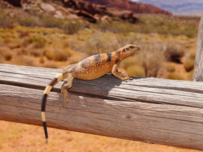Chuckwalla Shutterstock 157275362