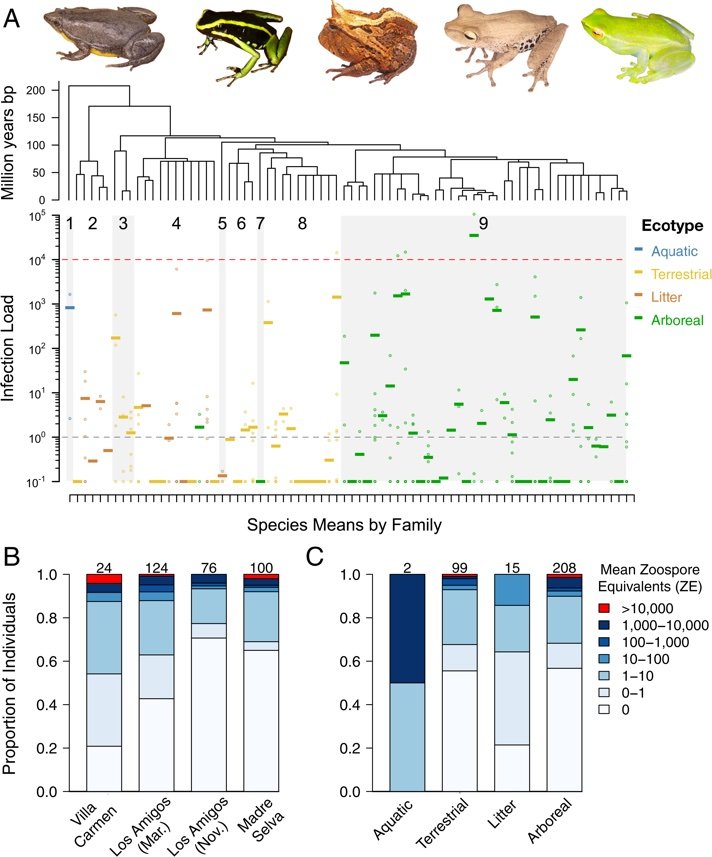 Chytrid Fungus Peruvian Study