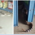 Coachwhip Rattlesnake