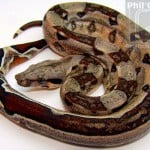 Colombianaberrant Boa