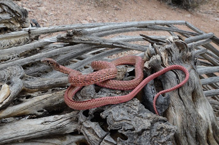 Coluber Masticophis Flagellum