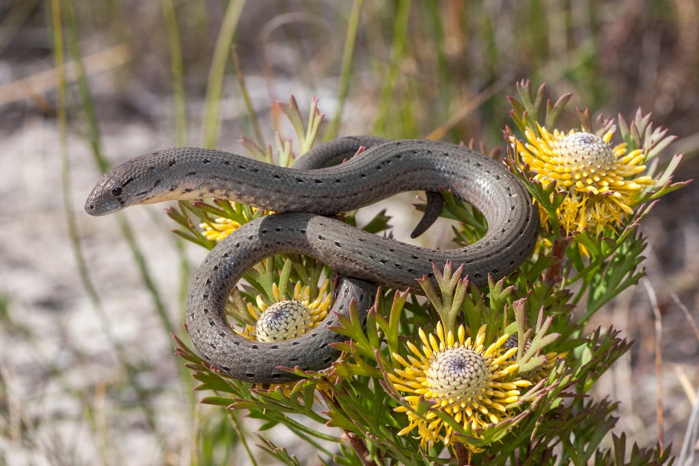 Common Scalyfoot Legless Lizard Ken Griffiths