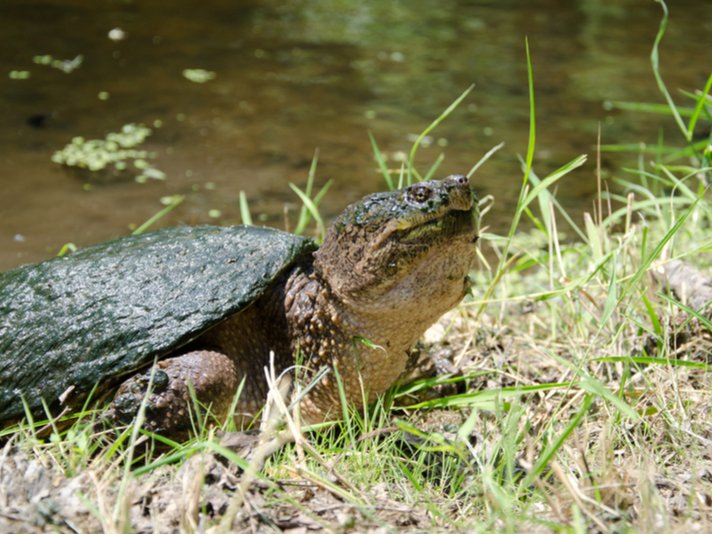 Common Snapping Turtle Shutterstock 105473237
