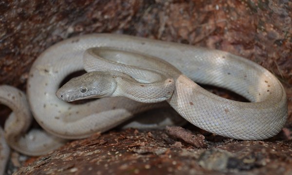 Conception Bank Silver Boa Chilabothrus Argentum600
