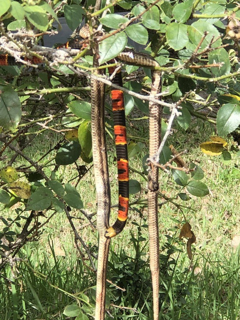 Coral Snake Eats Dead Rat Snake