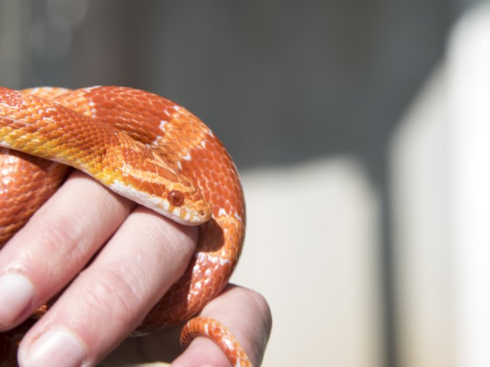 Corn Snake Shutterstock 500307340