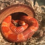 Corn Snake Shutterstock 769946884