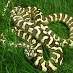 Cpcsfigure1diamondjunglejaguar