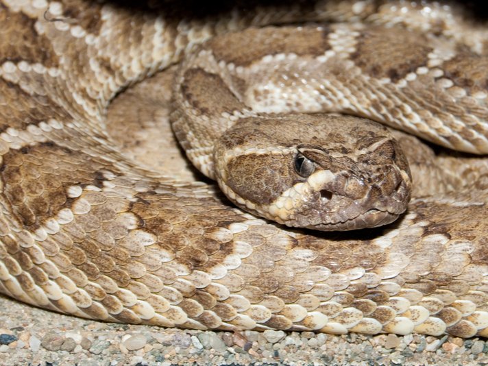 Crotalus Atrox Shutterstock 55966882